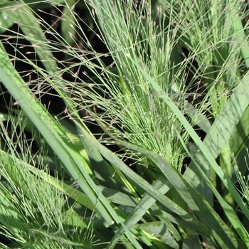 Eragrostis elliottii 'Tallahassee Sunset' 