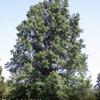 Quercus petraea 'Mespilifolia' 