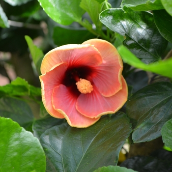 Hibiscus rosa-sinensis 'Joan Kinchen' 