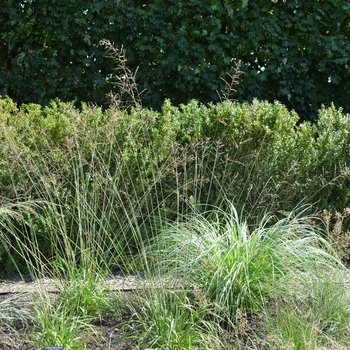 Molinia caerulea ssp. arundinacea 'Transparent'