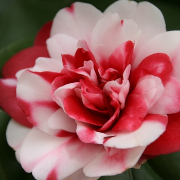 Camellia japonica 'Governor Mouton' 