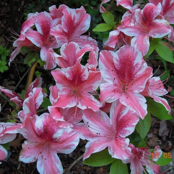 Rhododendron 'Ben Morrison' 