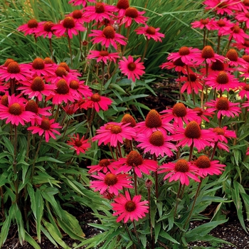 Echinacea 'Glowing Dream' PP24329