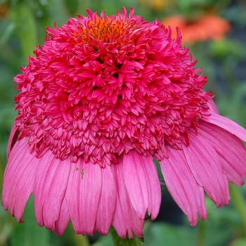 Echinacea 'Gum Drop' PP22132