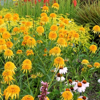 Echinacea 'Secret Glow' PP25061