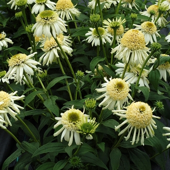 Echinacea Cupcake™ 'Vanilla Cupcake'