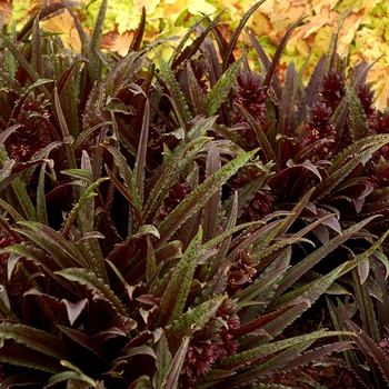 Eucomis comosa 'Dark Star'