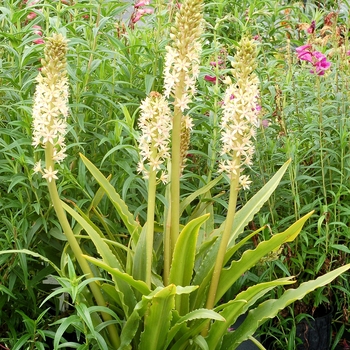 Eucomis comosa 'Glow Sticks'