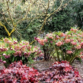 Helleborus 'Amber Gem' 