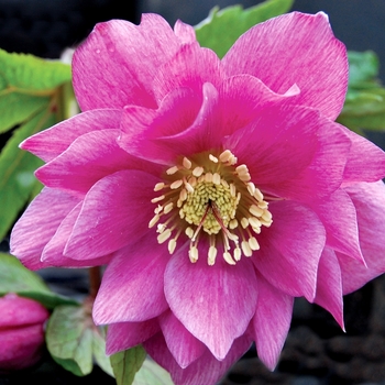 Helleborus 'Berry Swirl' 