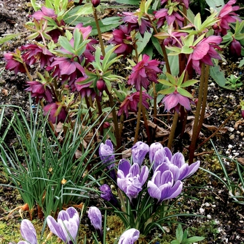 Helleborus Winter Jewels™ 'Berry Swirl'