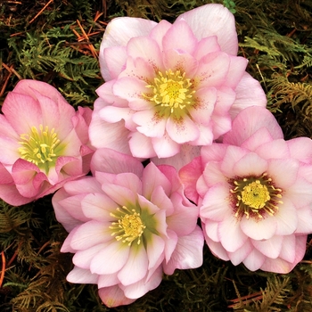 Helleborus Winter Jewels™ 'Cotton Candy'