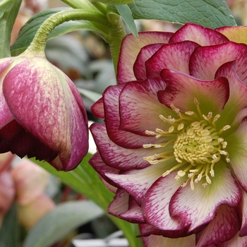 Helleborus Winter Jewels™ 'Harlequin Gem'