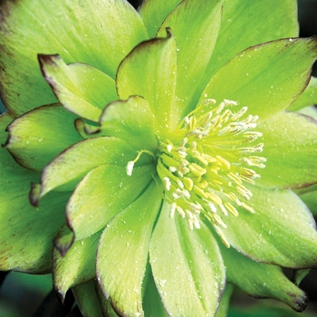 Helleborus 'Jade Tiger' 