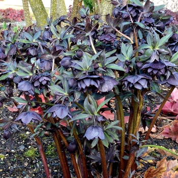 Helleborus Winter Jewels™ 'Onyx Odyssey'