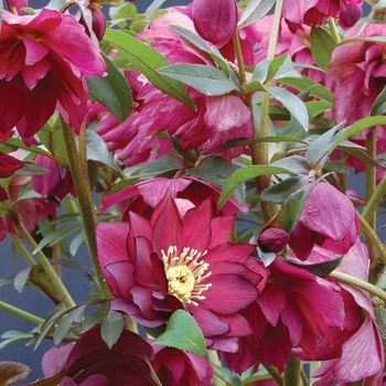 Helleborus 'Red Sapphire' 