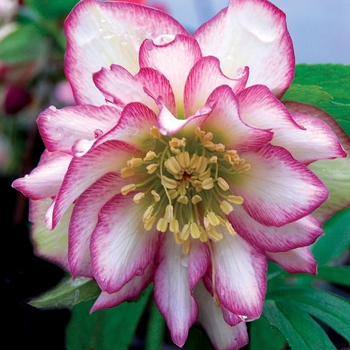 Helleborus 'Rose Quartz' 