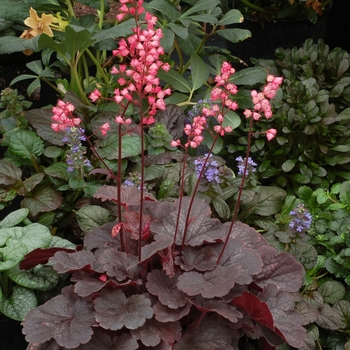 Heuchera 'Bella Notte'