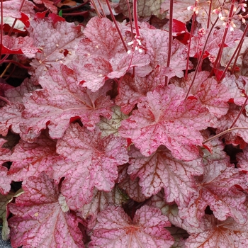 Heuchera 'Berry Smoothie' PP21871