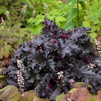 Heuchera 'Black Taffeta' PP26162