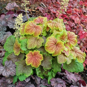 Heuchera 'Delta Dawn'