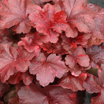 Heuchera 'Galaxy' PP24574