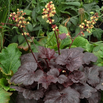 Heuchera City™ 'Gotham'