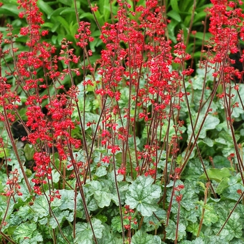 Heuchera Front & Center™ 'Lipstick'