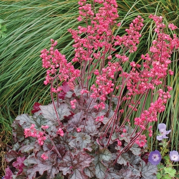 Heuchera 'Mysteria' PP21576