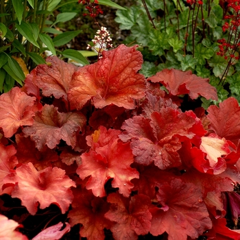 Heuchera City™ 'Rio'