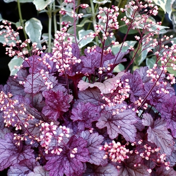 Heuchera City™ 'Shanghai'