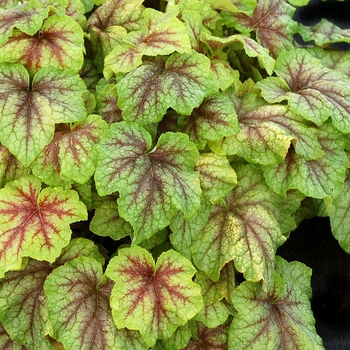 Heucherella 'Fire Frost'