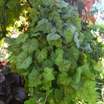 Heucherella Falls™ 'Glacier Falls'