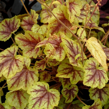 Heucherella 'Gold Cascade' PP25738