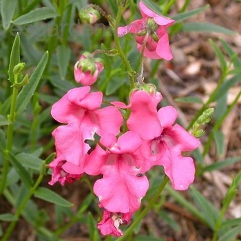 Diascia integerrima 'Coral Canyon®' P0095