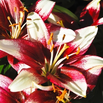 Lilium 'Tango Push Off'