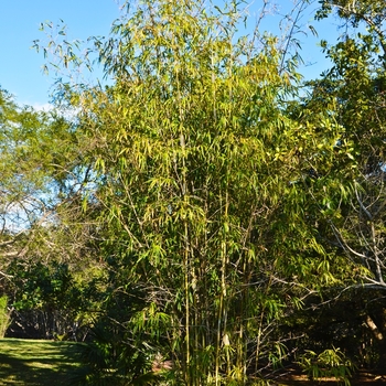 Bambusa dolichomerithalla 'Silver Stripe' 