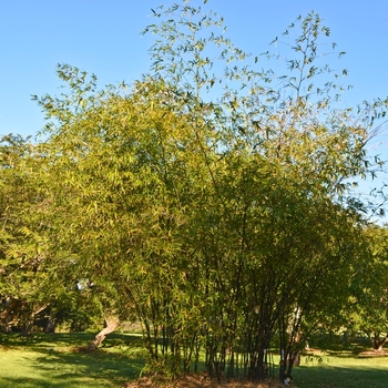 Bambusa vulgaris 'Golden Bamboo' 