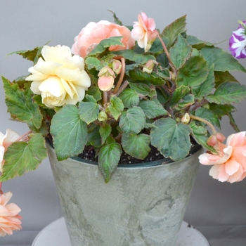 Begonia x tuberhybrida 'Champagne'