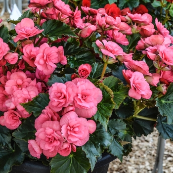 Begonia x hiemalis Dragone 'Dusty Rose'