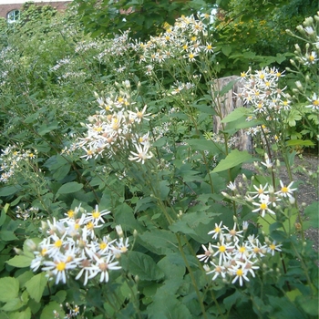 Aster macrophyllus