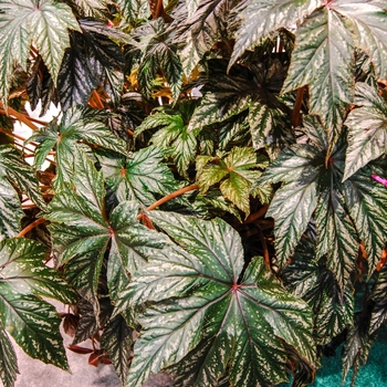 Begonia 'Gryphon'