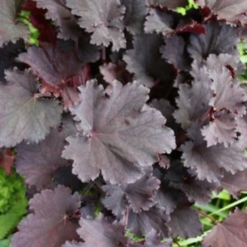 Heuchera villosa 'Binoche' 