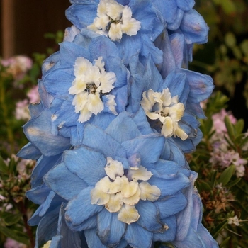 Delphinium elatum 'Summer Skies' 