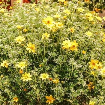 Bidens ferulifolia 'Goldilocks Rocks®' 22271