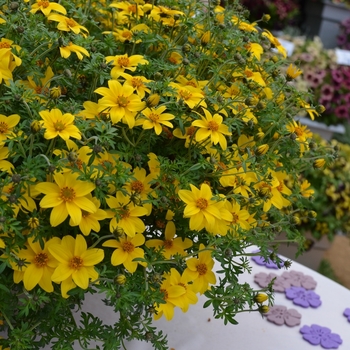 Bidens ferulifolia 'Sunball' 