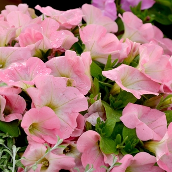 Petunia 'Bingo Perfectunia® Pink Morn' 