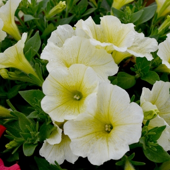 Petunia 'Bingo Perfectunia® Yellow Improved' 