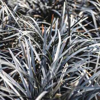 Ophiopogon planiscapus 'Nigrescens'