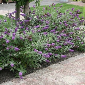 Buddleia 'Blue Chip' PP19991